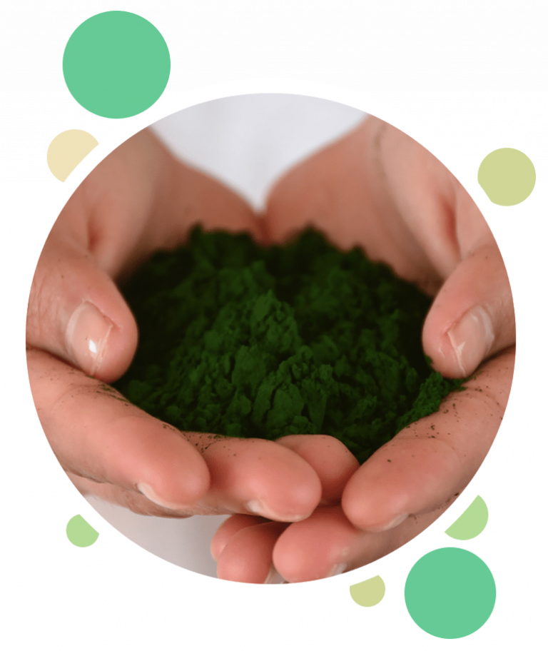 Cultivating Sustainable Microalgae Solutions Allmicralgae