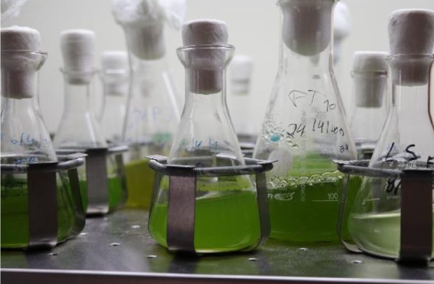 Sul Informação | Algae join CCMAR and Algarve companies in collaborative laboratory