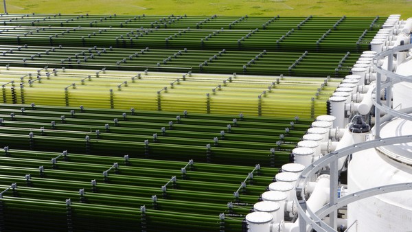 FreshPlaza | Allmicroalgae: How Portugal’s leading cement company created one of Europe’s largest producers of microalgae