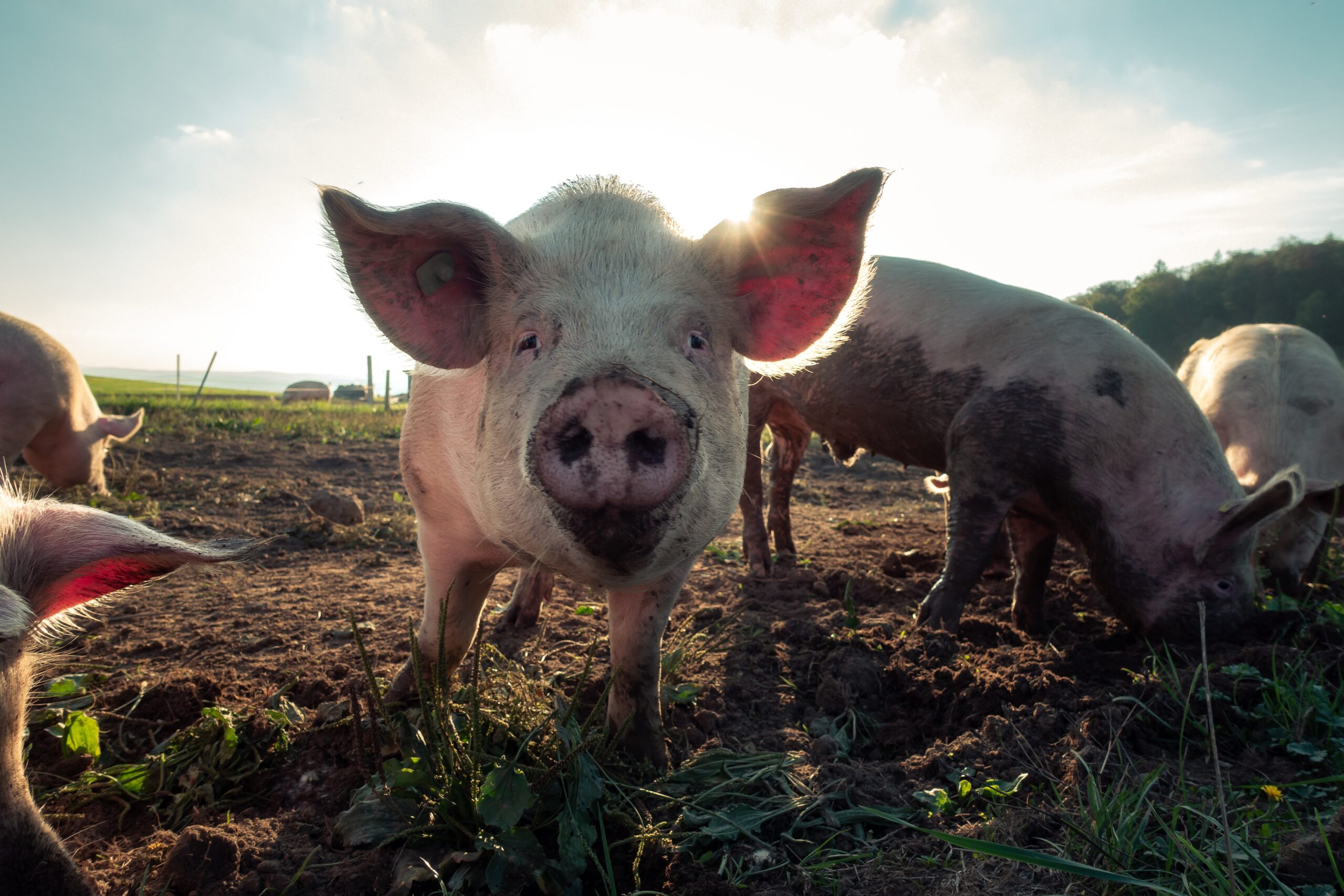 Webinar AlgaValor | WP2: Valorização de microalgas para nutrição animal (ração)